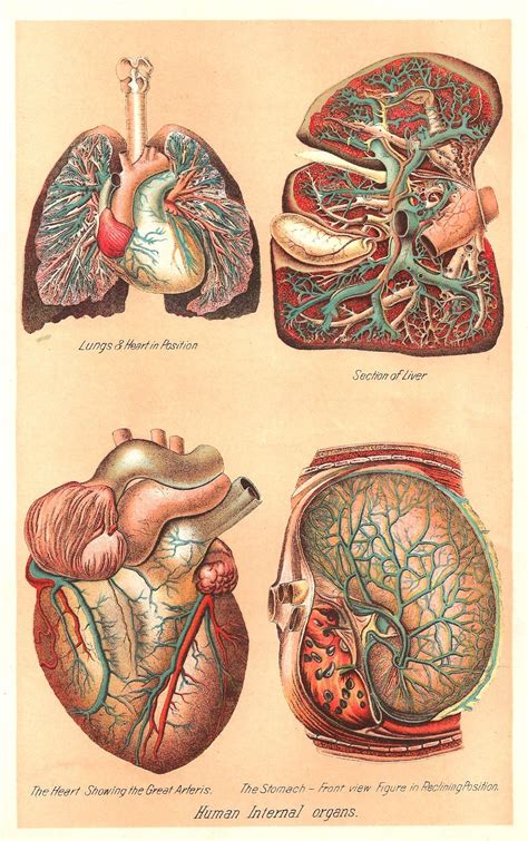 Position Of The Heart In The Human Body - Photos Idea