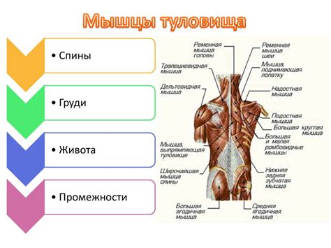 Мышцы и фасции туловища - online presentation