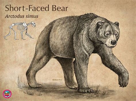 Prehistoric Short-faced Bear