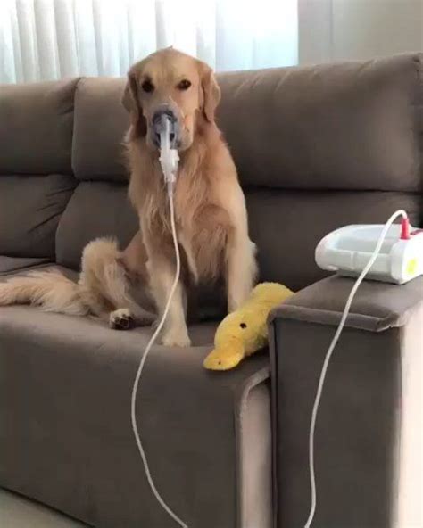 ONLY CUTE ANIMALS