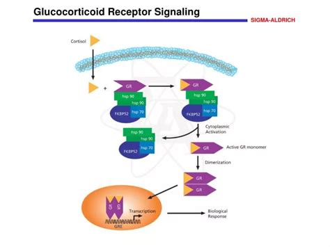 PPT - Glucocorticoid Receptor Signaling PowerPoint Presentation, free ...