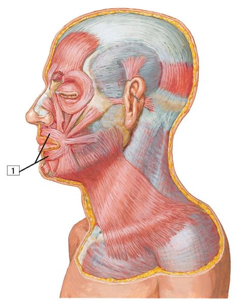 Orbicularis oris muscle Anatomy - wikitomy