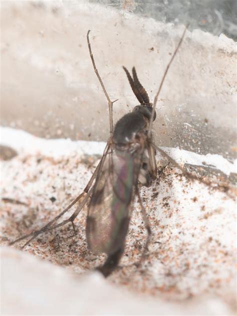 Suborder Nematocera – Field Guide to the Insects of Tasmania