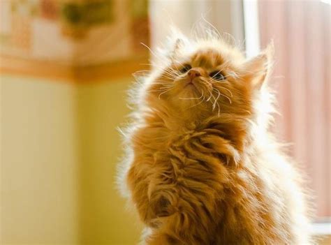 Gorgeous bundle of fluff | Animals, Cats, Cute