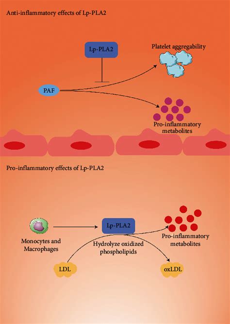 association lp pla gene polymorphisms  coronary heart disease pmc