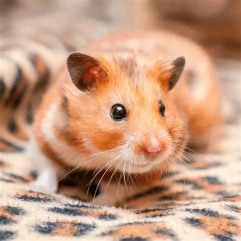 Syrian Hamster Information - Petrapedia