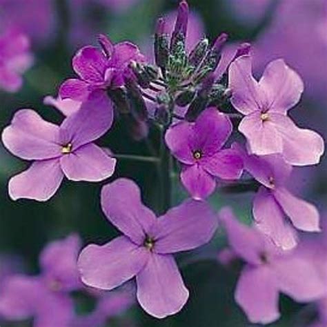 Hesperis matronalis Purple