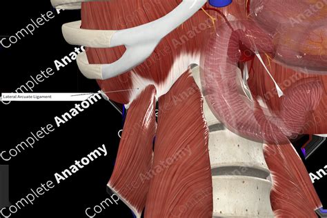 Right Lateral Arcuate Ligament | Complete Anatomy