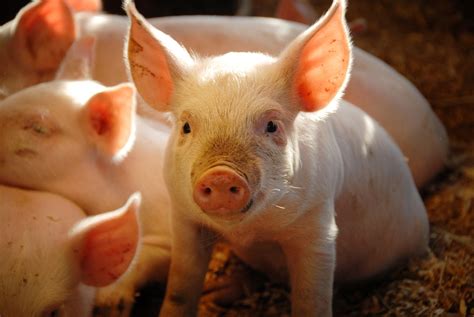 amazing pigs facts