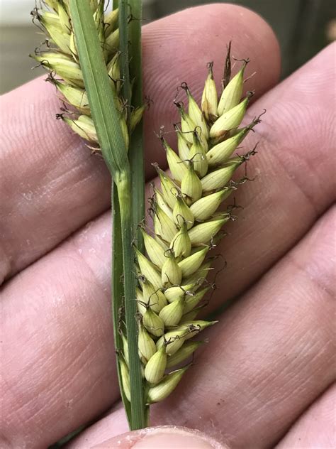 2018 Sedge Identification Workshop Photos - Illinois Native Plant Society