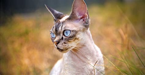 Kucing Rex Devon: Sejarah, Karakteristik, Perawatan & Fakta Menarik ...