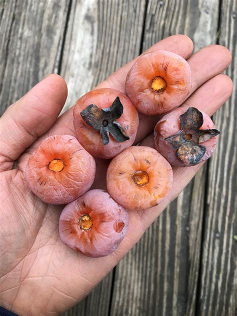 25 Select American Persimmon Seeds Stored Cold in Damp Peat for