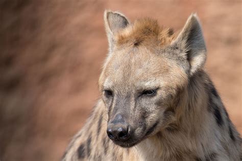 Hyäne / hyena | Hyena, Animals wild, Animals