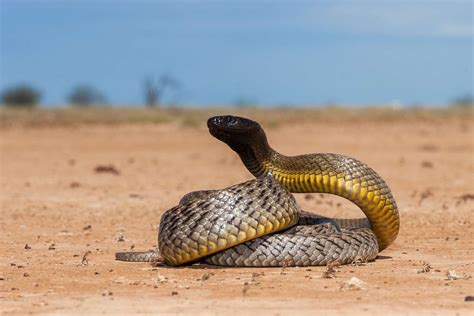 20 of the World's Most Venomous Snakes