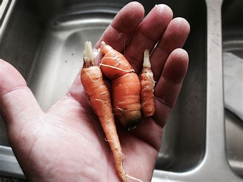 Gratis Afbeeldingen : hand-, been, vinger, eten, nagel, detailopname ...