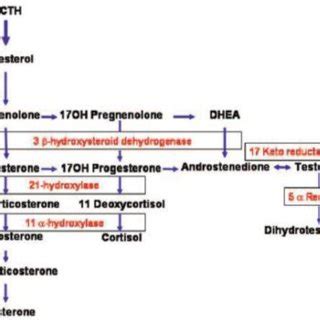 Adrenal and gonadal steroidogenesis pathway. | Download Scientific Diagram 
