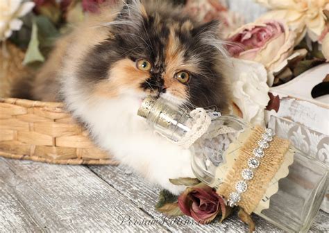 Calico Persian Kittens - Past Kittens