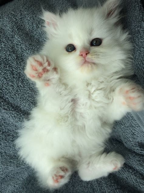 My new "grand daughter" Cecilia Rose aka Cece : catpictures