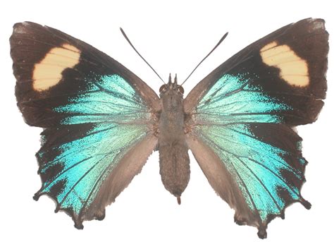 Azure Blue Butterfly Species