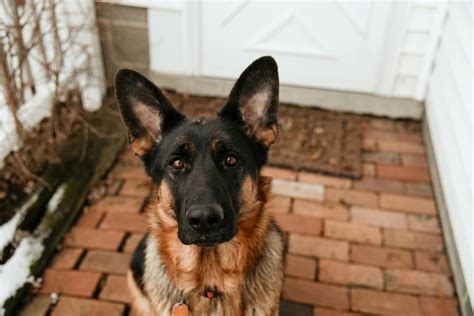 Do German Shepherds Have White on Them? Key Facts Revealed