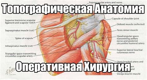 Подборка учебников по Топографической Анатомии и Оперативной Хирургии ...