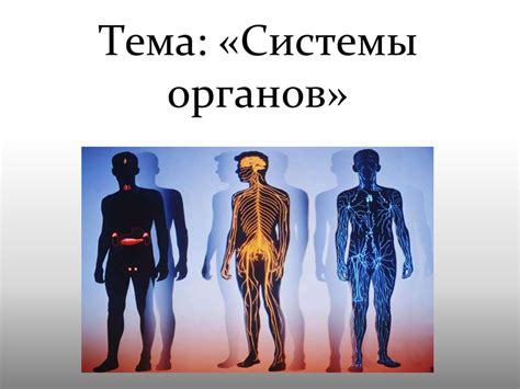 Системы органов - презентация онлайн