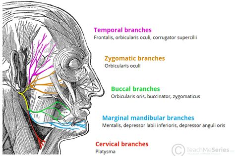 The Muscles of Facial Expression - Orbital Group - Nasal Group - Oral ...