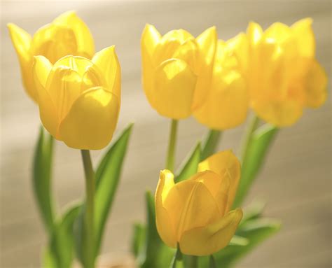 Potted Tulips After Bloom
