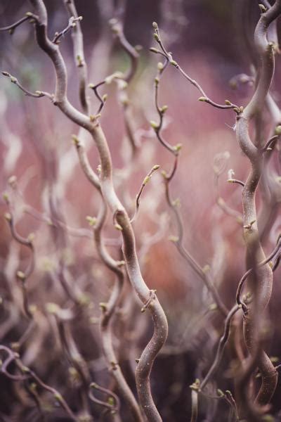 Corylus Avellana Contorta 'Medusa' Special Corkscrew Hazel ...
