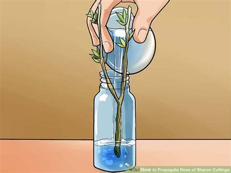 Unveiling the Mystery Behind Taking Cuttings from a Rose of Sharon Tree 4