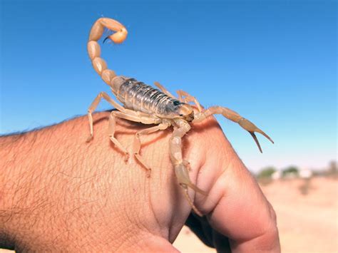 A Safer Way to Milk a Scorpion | Discover Magazine