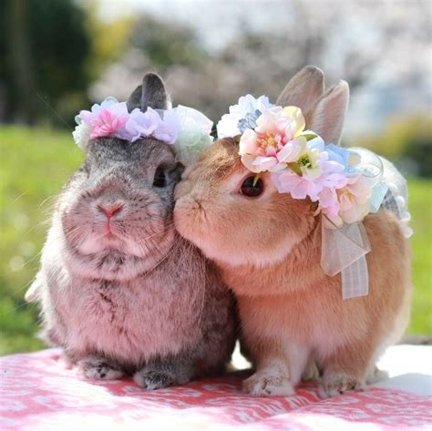 bunnies  easter