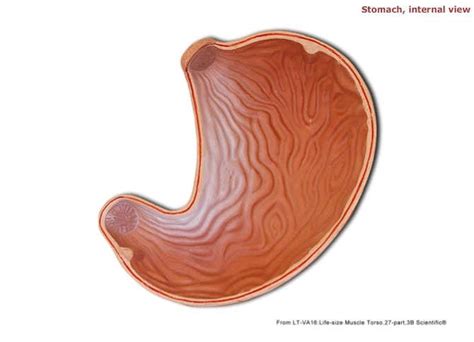 Stomach, internal view, human model Diagram | Quizlet