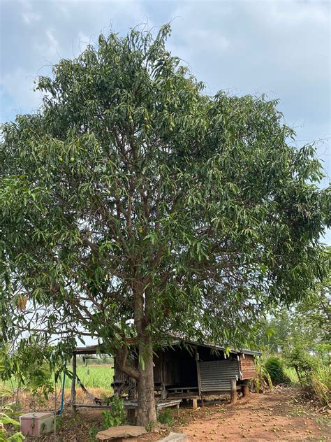 Nuttacha Yuneoid added a new photo. - Nuttacha Yuneoid