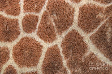 Giraffe Patterns Photograph by Karen Silvestri - Pixels