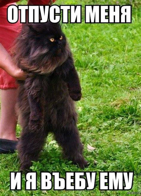 Злой кот