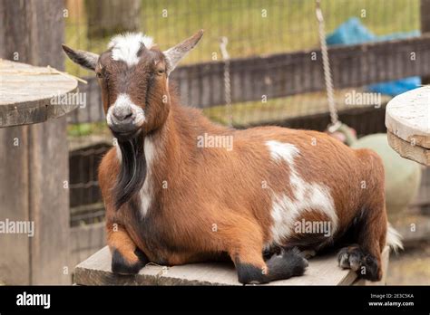 Pot bell goat hi-res stock photography and images - Alamy