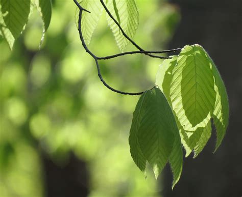 5 Common Trees with Edible Leaves - Eat The Planet