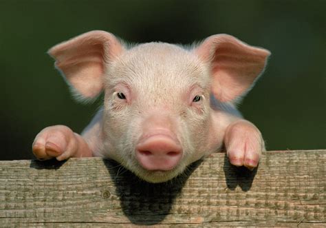piggery production  fun facts  pigs