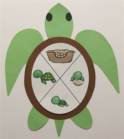 Turtle Life Cycle For Kids 6