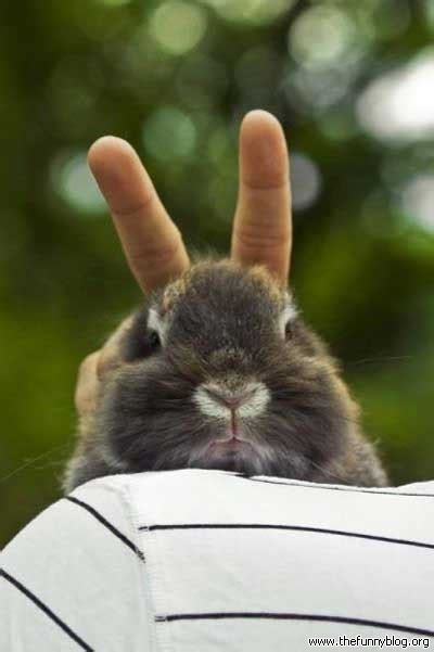 funny  wallpaper funny rabbit images