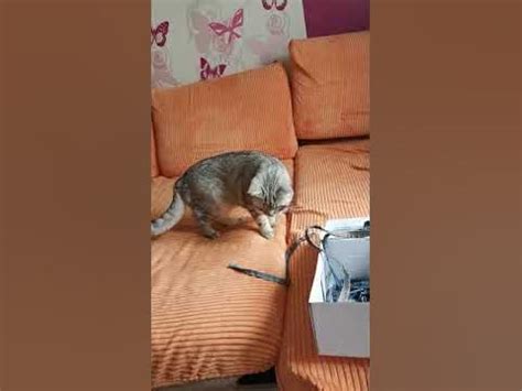 Смешные шотландские кошки - YouTube