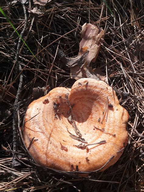 Рыжик (Рыжик настоящий) (Lactarius deliciosus) фото и описание