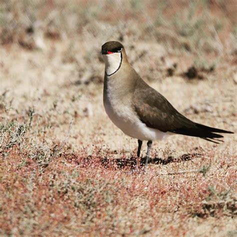 Collared Pratincole from Черноземельский район, Калмыкия, RU on ...