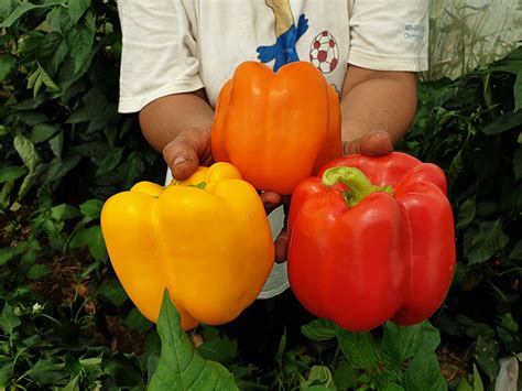 SV 1215 F1 | rigakisseeds