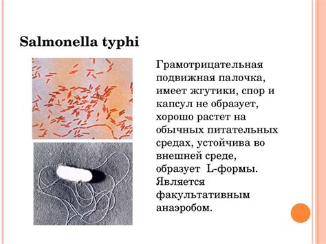 Брюшной тиф. Паратиф А и В - презентация онлайн