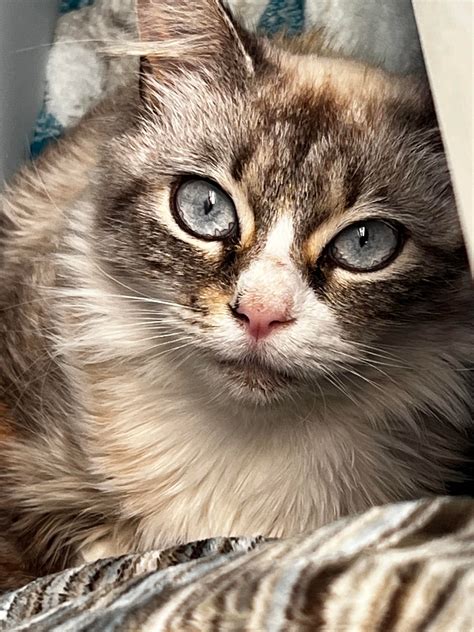 Feral Kitten taken up residence behind my bed : r/cats
