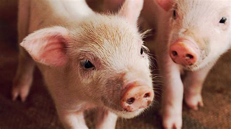 Iron deficiency anaemia (IDA) in pigs