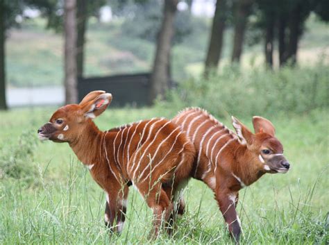baby bongo animal
