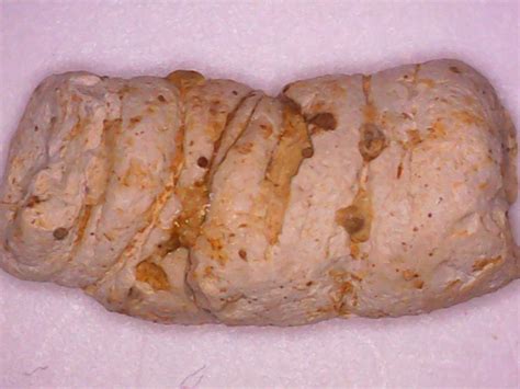 coprolite member collections  fossil forum